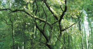 I vegetariani, vegani e crudisti non si devono preoccupare della vitamina B12