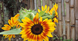 Video: La mia giornata igienista giornata igienista