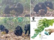 Lo sapevi? Le scimmie si “sbronzano”… ma con stile! Frutta, fermentazione ed etanolo naturale