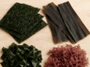 Le Alghe, un superfood ma anche un super “cerotto” naturale che non ti aspetti!